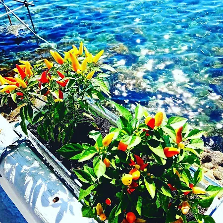 Holiday home Ischia E ! *